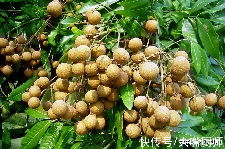 水果|秋季要少吃“2肉3果”，对身体不利，顺应时节好度秋