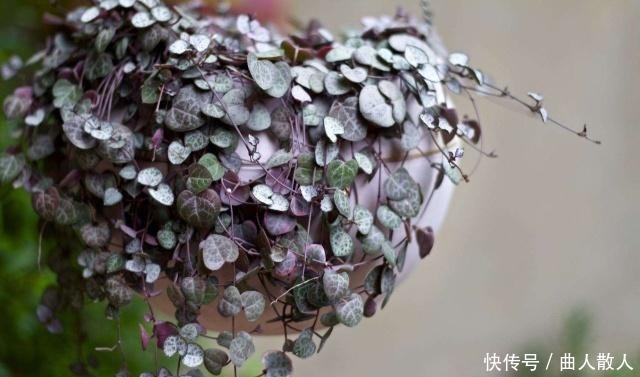 将这些东西垫到盆底下面,让植物越长越旺!将这些东西垫到盆底下面,让植物越长越旺!