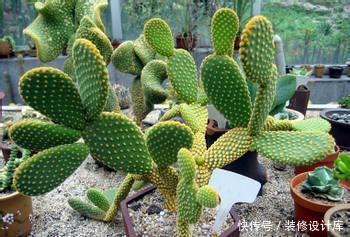 发财树|家里养5种植物,冬天一定要断水,一浇水就烂根,千万管住手!