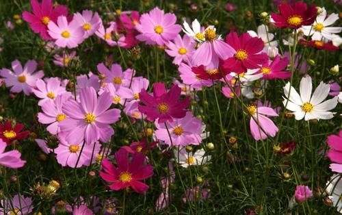 开春养上5种花，满满一阳台，开成花海真漂亮