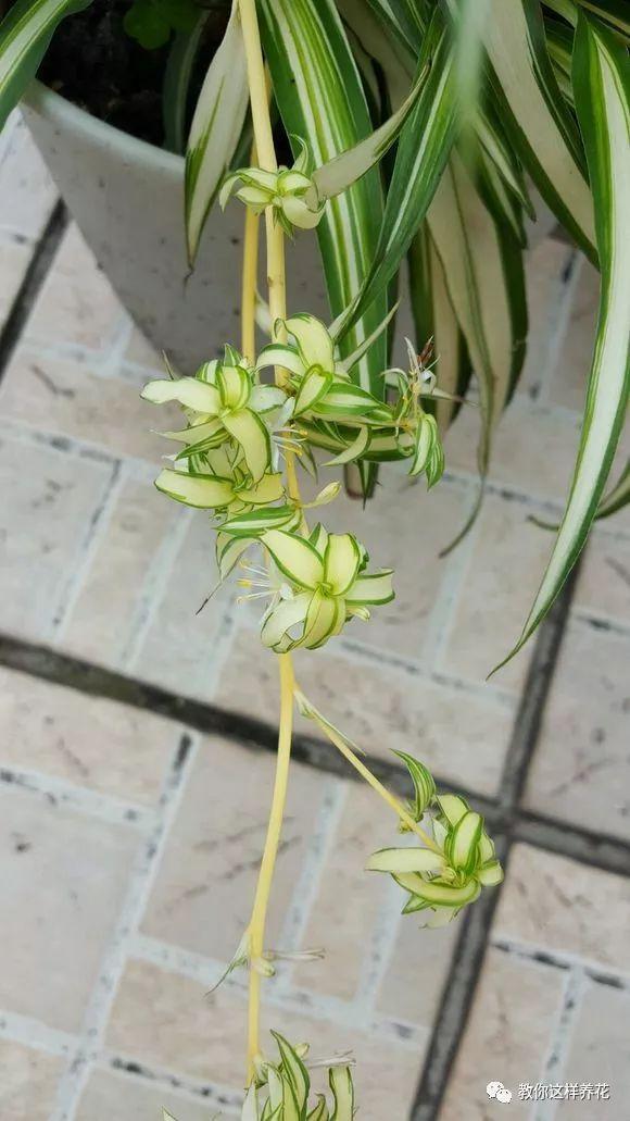 花友|用好3招,吊兰马上抽条长新叶,还呼呼开花!