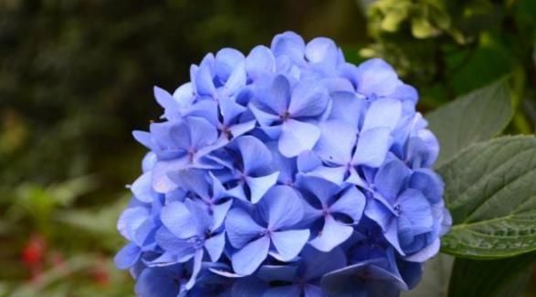  很快|现在赶紧扦插此几种花，很快就能爆盆，方法也超简单