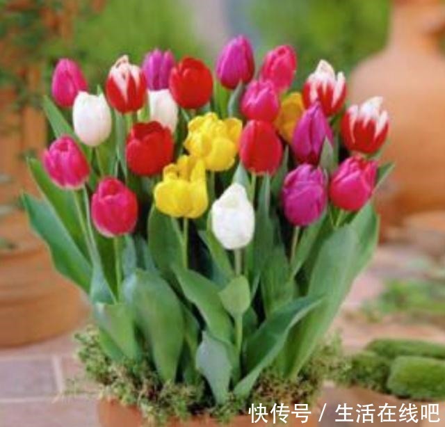 春暖花开,栽植几种球根类花卉,花色艳丽株型美!