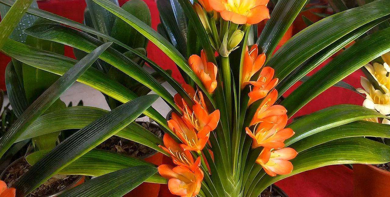 废油|君子兰长势差,盆里倒上“三废渣”,根系有劲,次月涌现“群花”