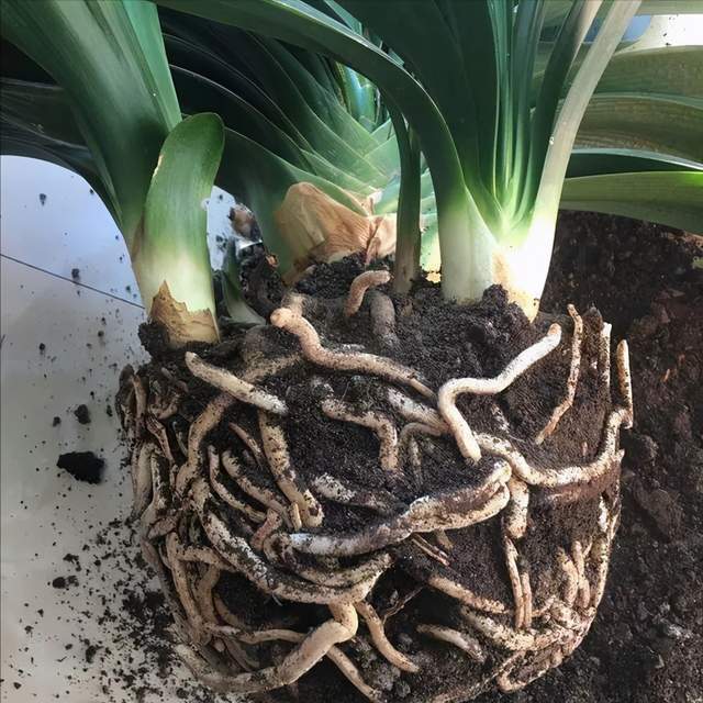 花盆|君子兰一直长不好,跟“换盆”有关系,很多人都做错了