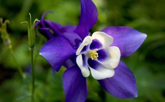 4种花现在养刚刚好,冬天开花很漂亮,对待新手很友好