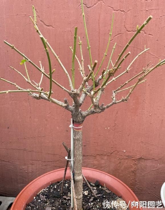 茉莉|茉莉花怎么修剪？茉莉开完花，剪剪枝条，保留养分好过冬