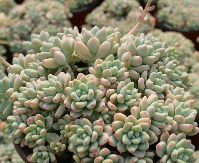 家里养多肉劳尔,了解掌握3个要点,上色美长满盆,变成香香老桩