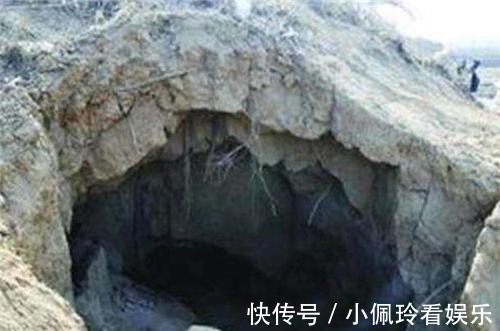 盗墓者|为什么盗墓贼一看见栽有柳树的古墓扭头就走?不走就来不及了