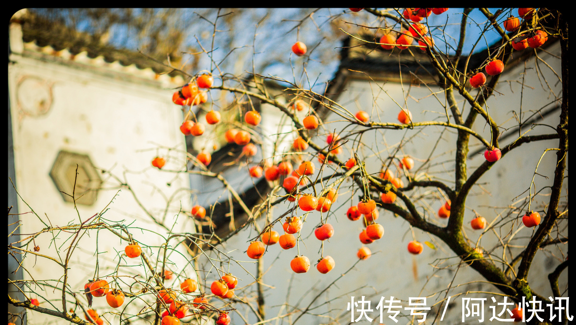 罗汉松|6种“吉祥树”，有地方建议种一棵，能吃能观赏，旺财镇宅样样行