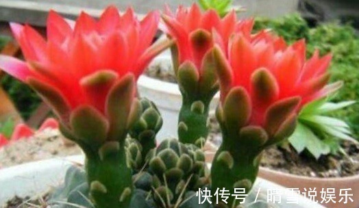 这9种花,特别适合新手养,越不浇水越爆盆,总有一款适合你!