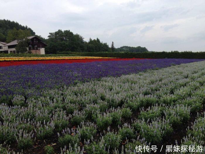 富田|花海观光胜地，薰衣草天堂，日本的中富良野