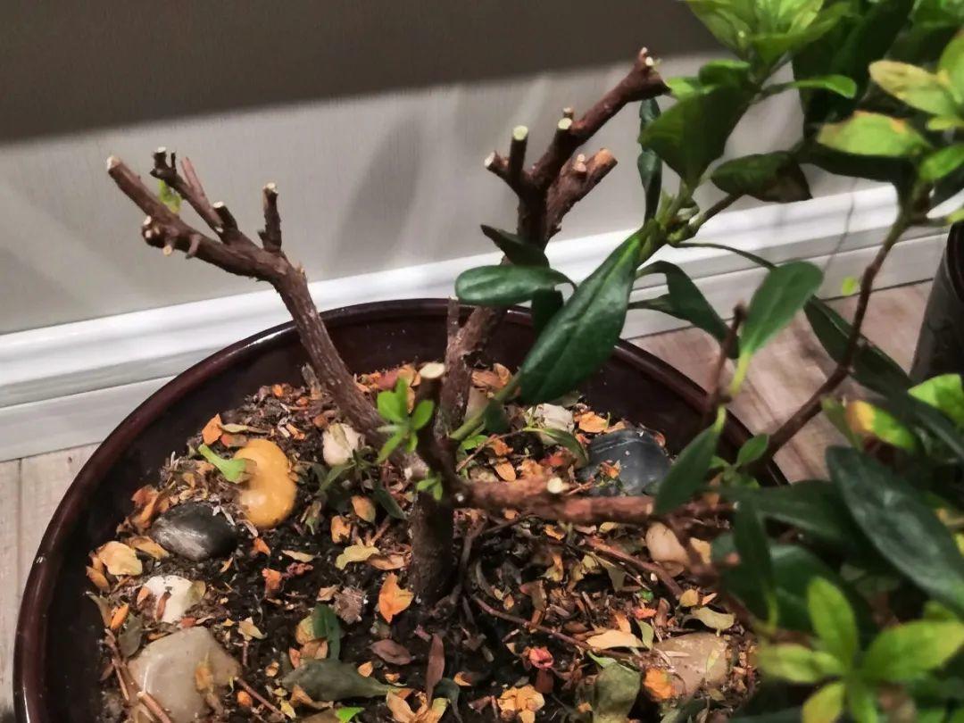 花苞|公认难养的花,养一盆死一盆,从来没有养活过!