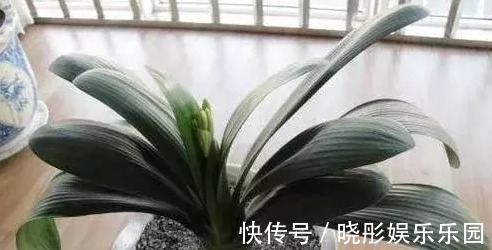 冬天养花手别贱,这些花一个冬天不浇水也旱不死,一浇水就死翘翘