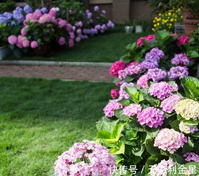 矾根|为了300㎡露台花园,毫不犹豫买了这房子,在城市屋顶过上田园生活!