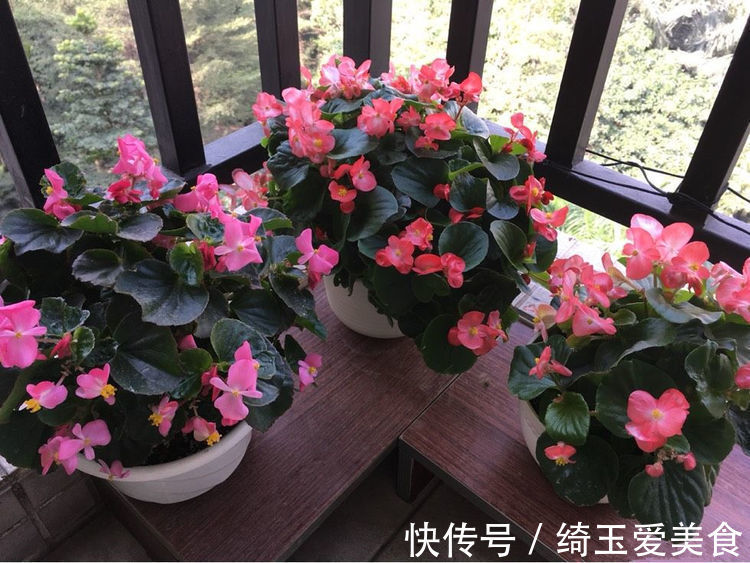 四季海棠|家有庭院就养5种花,夏天开正旺,花期长花朵多,一盆开出200朵花
