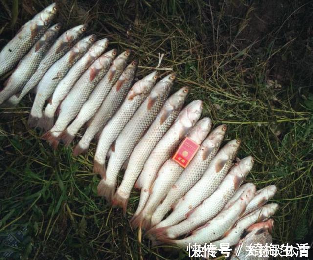 外来|珠江“白草鱼”泛滥，钓友爆护后担忧不已：会不会又是外来物种？