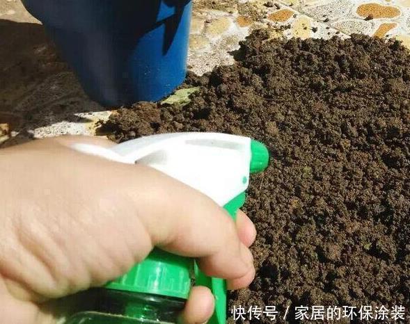 虫子|养花土,用一个塑料袋,轻松杀虫灭菌,花盆里一个虫子都没有