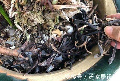 叶子|香蕉皮,天然钾肥,用对方法养花,有营养、能驱虫、清洁叶子