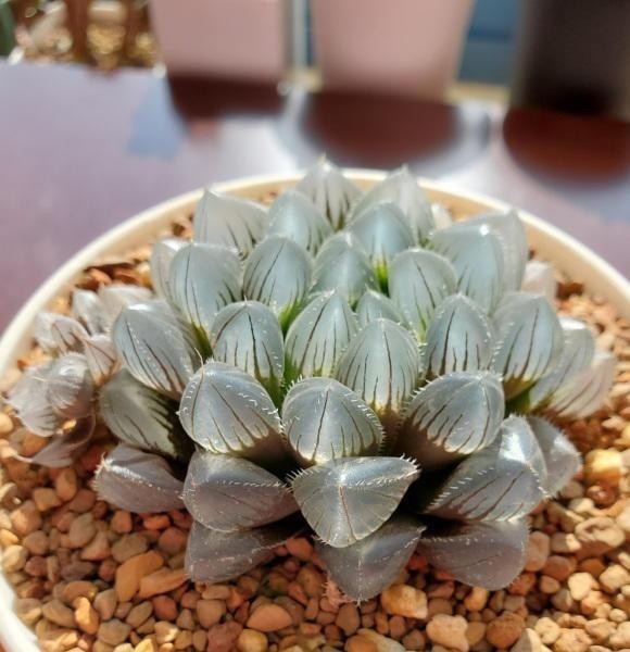 多肉都|养玉露,一定要满足水分,大水浇灌,叶子更通透,颜值更高