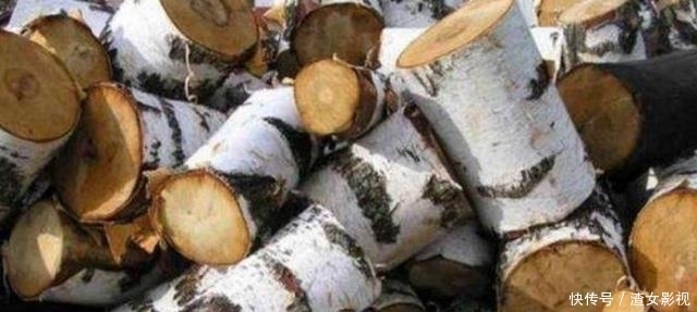 中国最“硬”的树,子弹打在上只留下痕迹,曾被人做成“防弹衣”