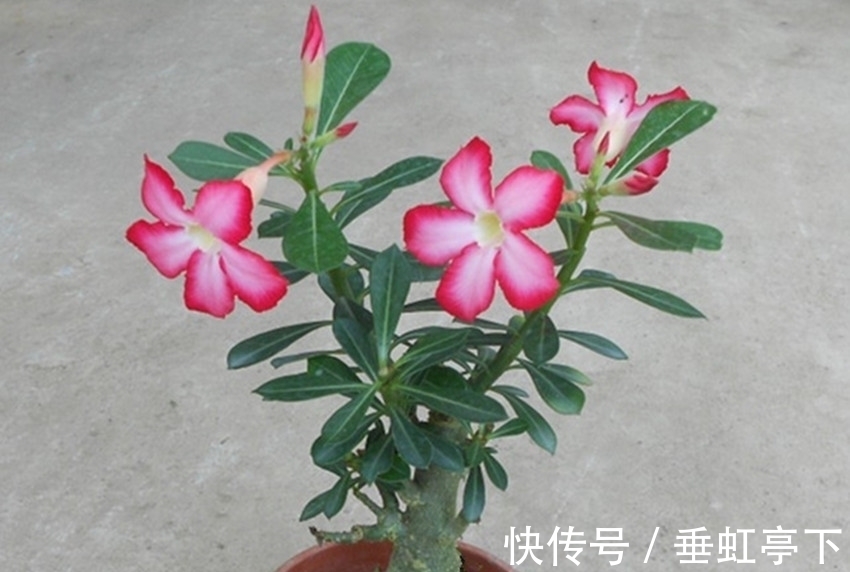 养花就养它,灿烂似锦,四季花开,开花满枝头,谁都能养好