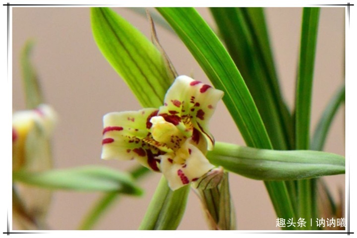 养5年兰花不开花咋整别着急,老花农教你1招,花开爆盆太简单