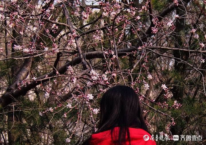 老年|早春暖如初夏，济南桃花盛开美艳动人