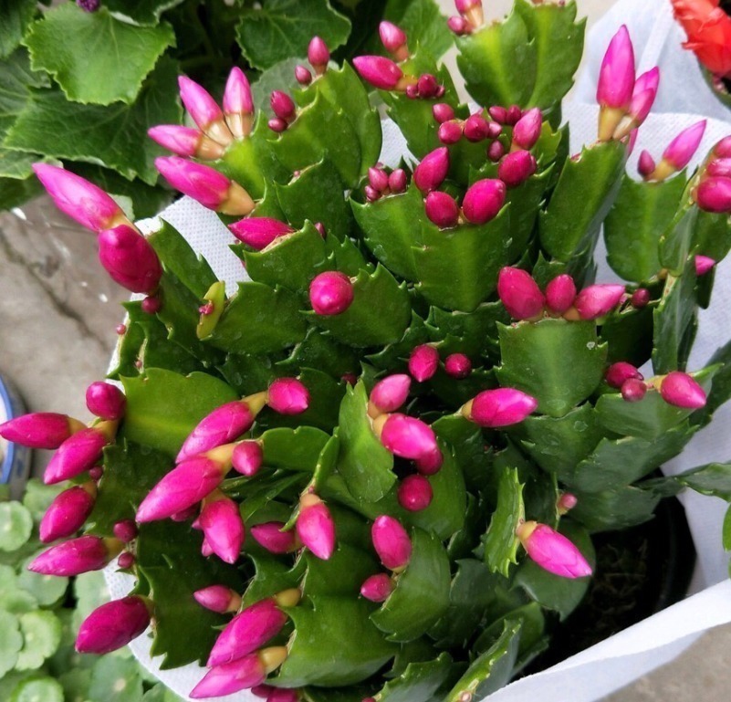 蟹爪兰爱吃“糖”,7天1次,花苞冒出来,满盆都是大花朵!