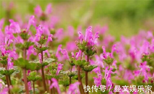 肝炎|在农村这种“接骨草”,不但好看能盆栽,其实还能治肝炎