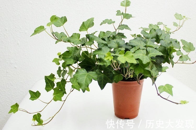 家里常养这四种绿色植物,可以增添绿色和净化空气,家人健康