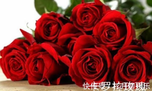 萝藦科|喜欢养菊,不如试试“玫瑰精品”卡罗拉,花色红艳似火,热情奔放