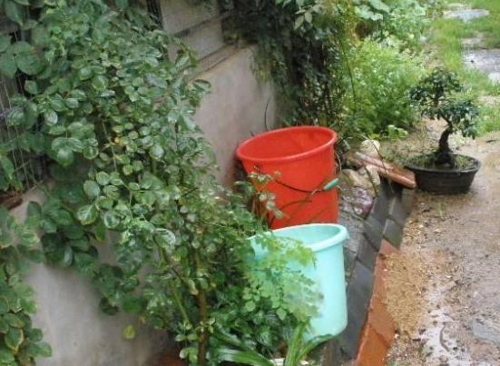 养花犯愁自己不会浇水,该怎么办用它们干透浇透轻松搞定