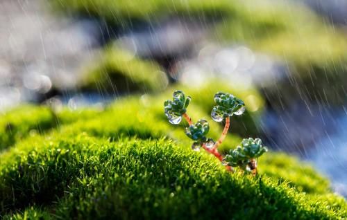  下雨|喜欢下雨天的8种花，下雨扔外面，越淋雨生长越旺盛，开花越多
