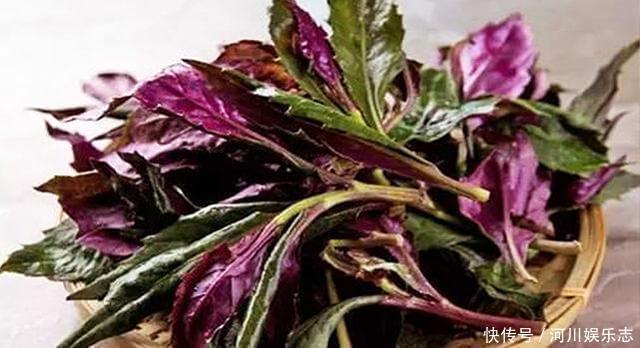 红凤菜|女性不想老太快，推荐3种食物，滋肝养肾，排毒抗衰，增强抵抗力