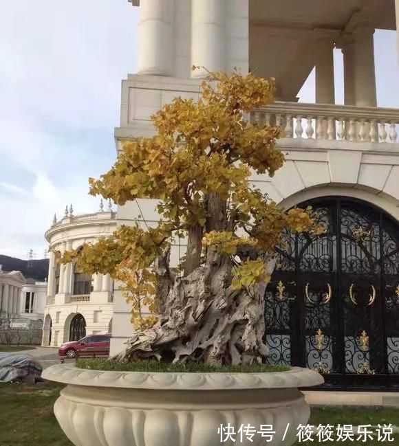 寿命|这4种“盆景树”,不仅观赏性高,寿命还特别长,越养越值钱