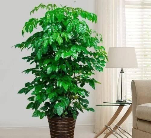 盆栽|客厅养花不如“种树”，种上这2种“树”，镇宅招财，越养越值钱