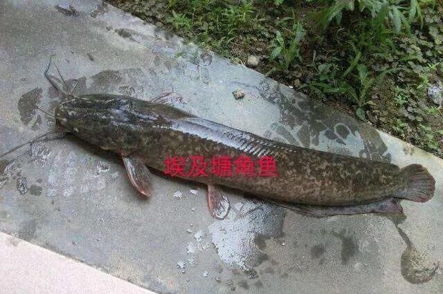 这种是我国最贵的淡水鱼品种之一，很多人即使钓到都舍不得吃