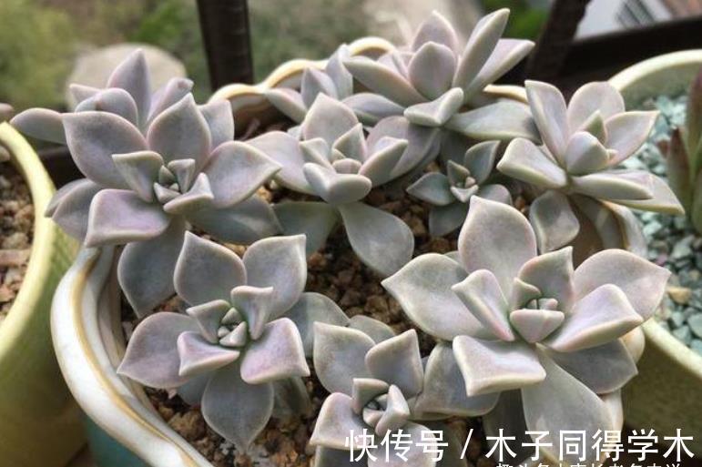 养护|胧月这样皮实的多肉还怕水浇多了？别担心，稍微处理一下就好啦