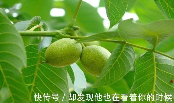 化学成分|长期失眠不用愁啦! 这几种食物睡前吃一点, 酣然入睡到天亮