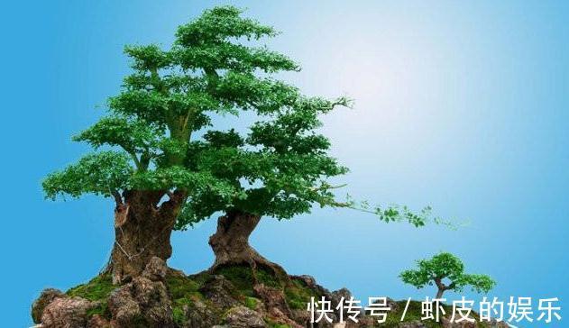 对节白蜡盆景养护做好此几点,枝繁叶绿