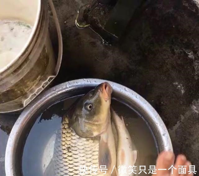 大鲤鱼|三伏天垂钓，九一八鱼饵这样配才叫真的好，大鲫鱼大鲤鱼挤满钓点！