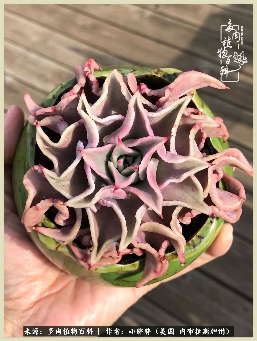 百科|这多肉对比图太上头了!小白鄙视链奋斗记之咸菜干也有春天!