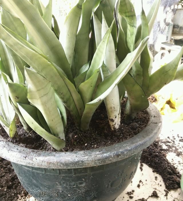 2种植物长得旺,2年不换盆,根系新芽“撑破”花盆