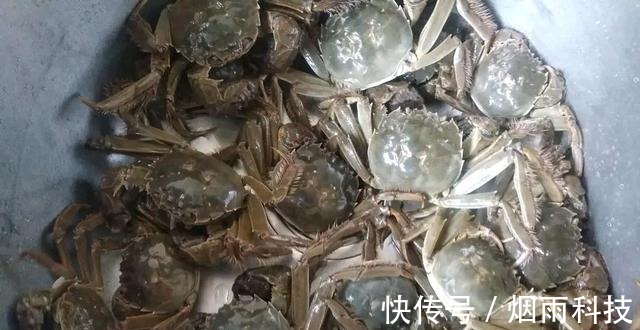 蒸螃蟹,冷水蒸还是热水蒸掌握这3点螃蟹鲜甜不腥还不掉腿!