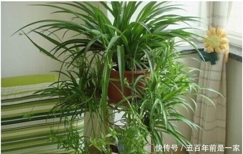 吊兰|最厉害的养花营养液给吊兰喝一勺，四季油绿，猛长侧芽