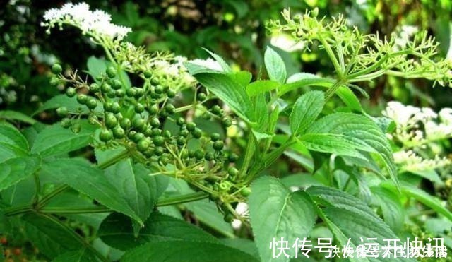 野草|“两脚不能拿,专吃八棱麻”,农村这种野草,专治风湿类骨痛病!