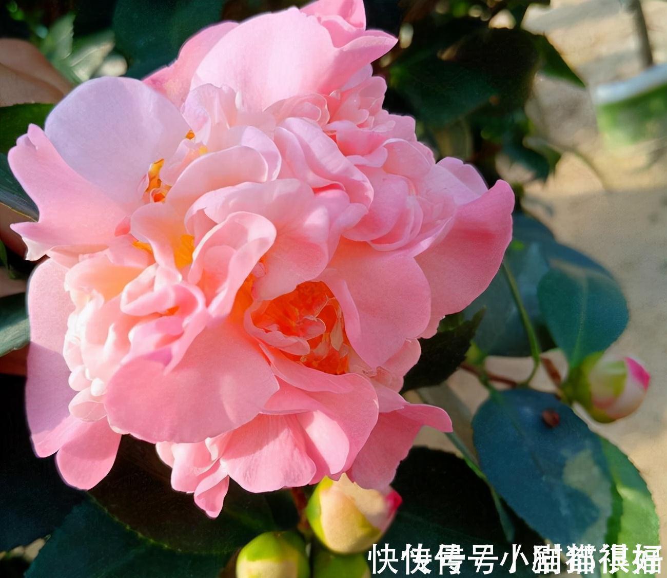 寓意|五种“吉祥花”,建议养一盆,不仅寓意好,还利于健康