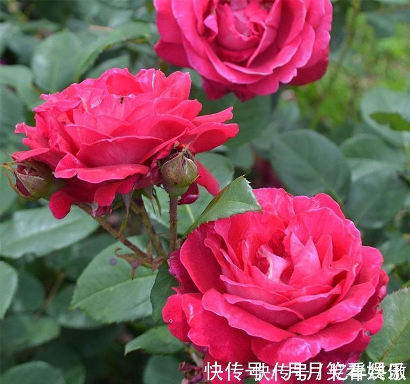 3种花超让人喜欢,植株低矮,花色绚丽,四季开花不停,养护很容易