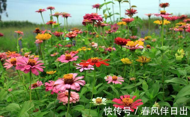 养花试试这几款，开花量多，枝条上满满的都是花朵